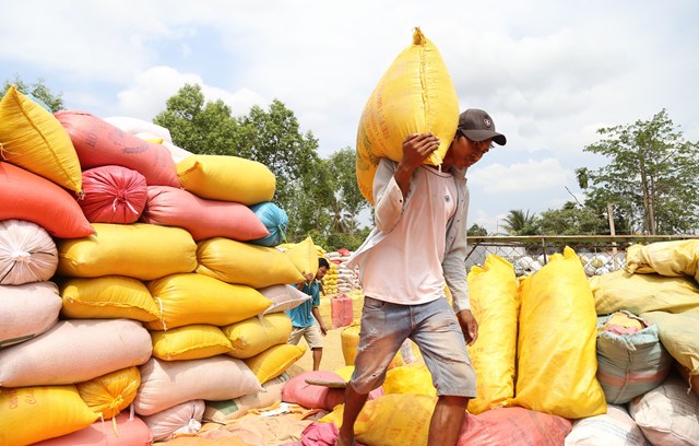Xuất khẩu gạo: Cơ hội 'vàng' để tăng tốc